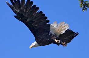 bald eagle in wildlife