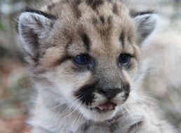 cub of a mountain lion