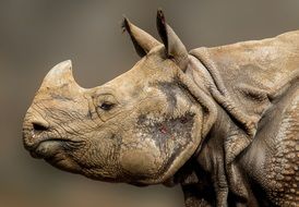 perfect Rhino Horn close-up on blurred background