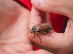 maybug on hand