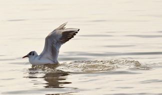 white gull in cold water