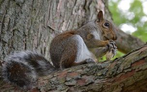 Squirrel eats nut on tree