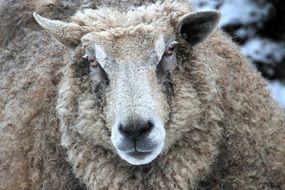 white fluffy sheep