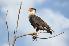 crested caracara on a branch
