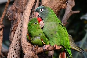Parrots Green Lovebirds