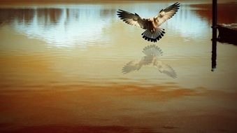 charmingly cute Lake birds