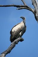 Vulture bird in the wildlife