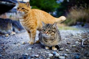 Cats in Japan