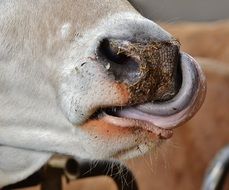 Snout of the cow