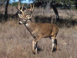 deer among dry grass on a sunny day
