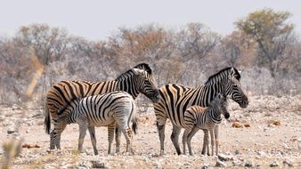 zebras in Africa