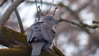 gray dove on a branch