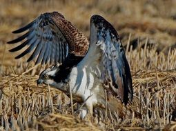 Eagle is ready for flight