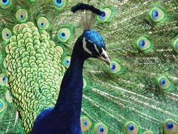 portrait of a bright peacock