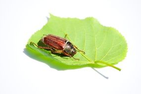 beetle sitting on a green leaf
