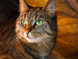 Face of domestic cat