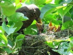 bird feeding Chicks