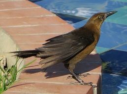female cowbird as an exotic bird