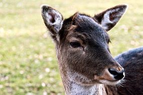 magnificent Roe Deer