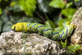 Caterpillar Hawk moth