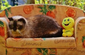 domestic cat on the sofa with yellow soft toy