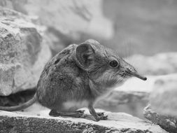 shrew with a sharp nose