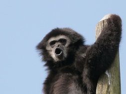 Cute colorful Gibbon on a tree against a blue clear sky