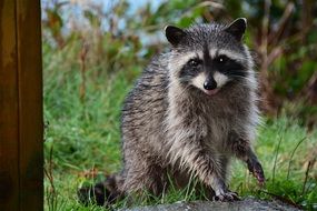 cute Raccoon on grass looking straight