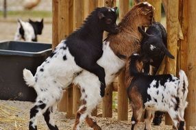 playful goats in the wildpark poing