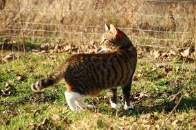 curious tiger cat