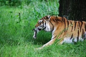 Tiger with prey in teeth at wild