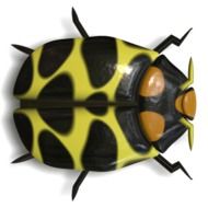 yellow black ladybug on a white background