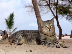 cat resting on the beach