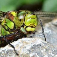 big green eyes of dragonfly