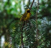 southern masked weaver, yellow bird on branch