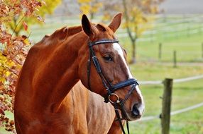 light brown horse in autumn
