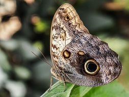 spotted butterfly on a green leaf close up