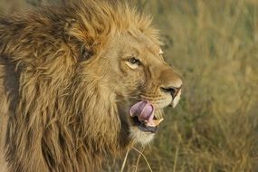 big lion licks, safari,Africa