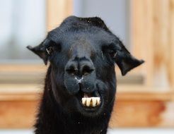 cute black lama