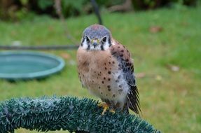 perched wild kestrel