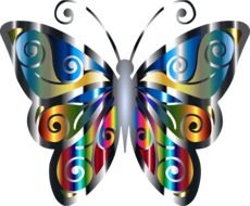 creative image of a butterfly