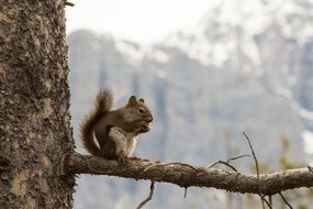 Squirrel sits on branch in view of mountains