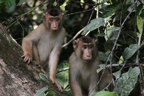 two Monkeys in jungle, Malaysia, Borneo