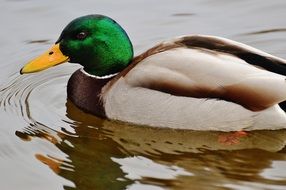 duck on the water