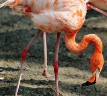 graceful pink flamingo in hellabrunn zoo
