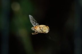 Diptera, flower fly, macro