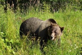 Grizzly Bear in wild