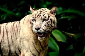 portrait of white tiger near green bushes