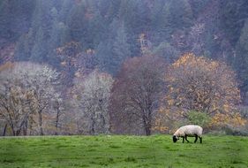 lamb on a green meadow