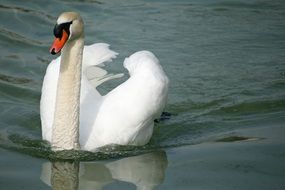 white Swan on water surface